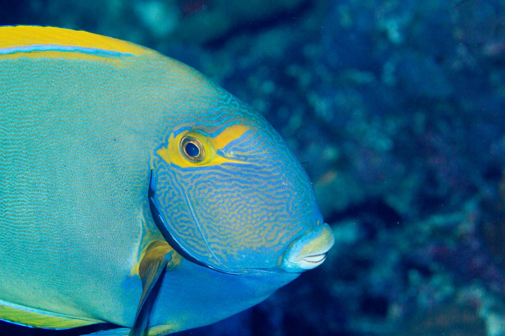 Eyestripe Surgeonfish