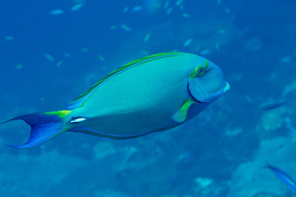 Eyestripe Surgeonfish