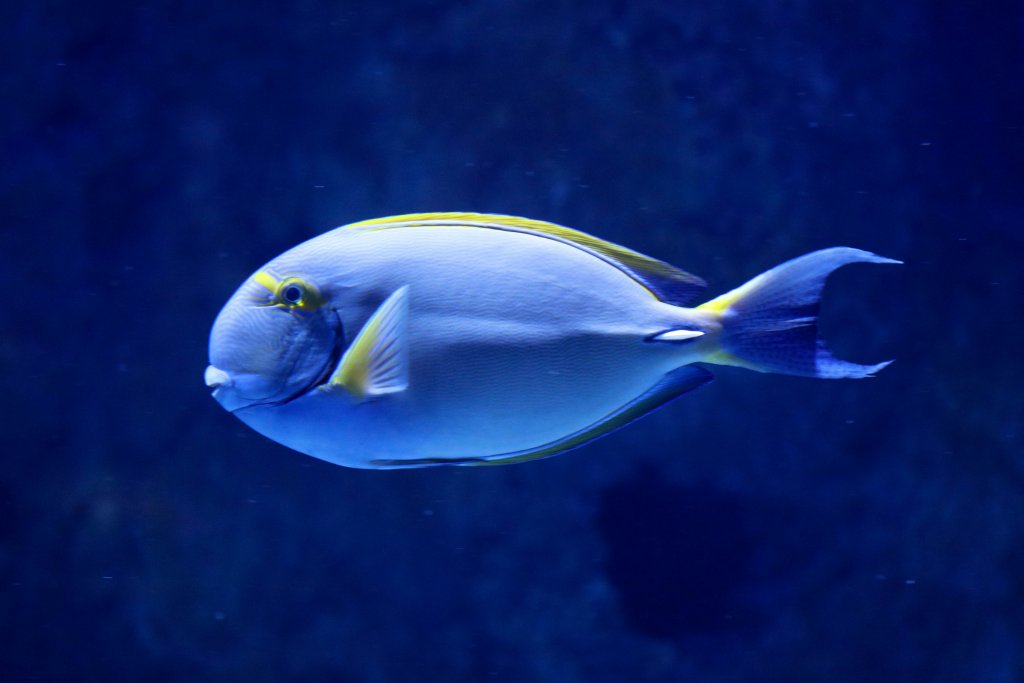 Eyestripe Surgeonfish