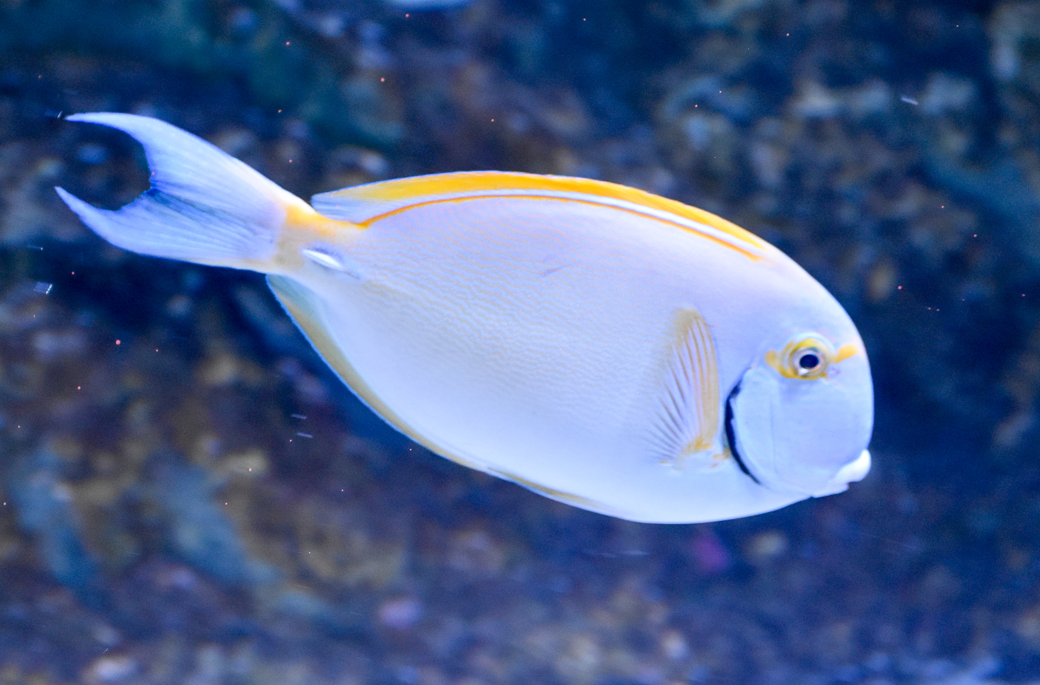 Eyestripe Surgeonfish