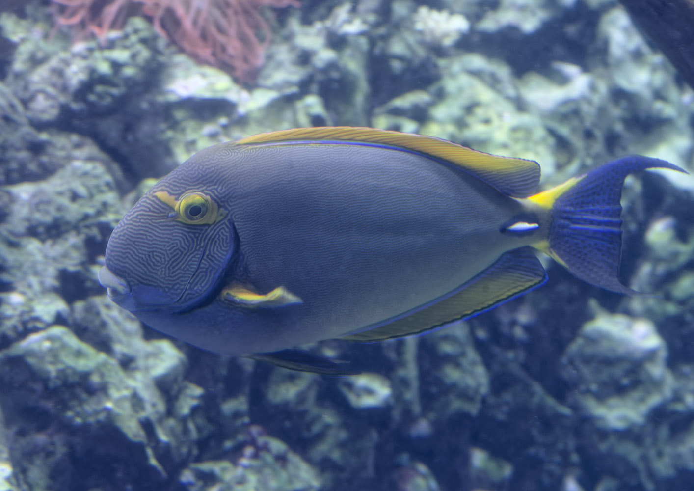 Eyestripe surgeonfish