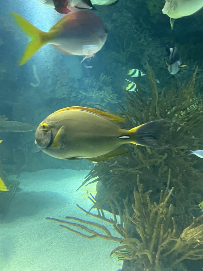 Eyestripe surgeonfish