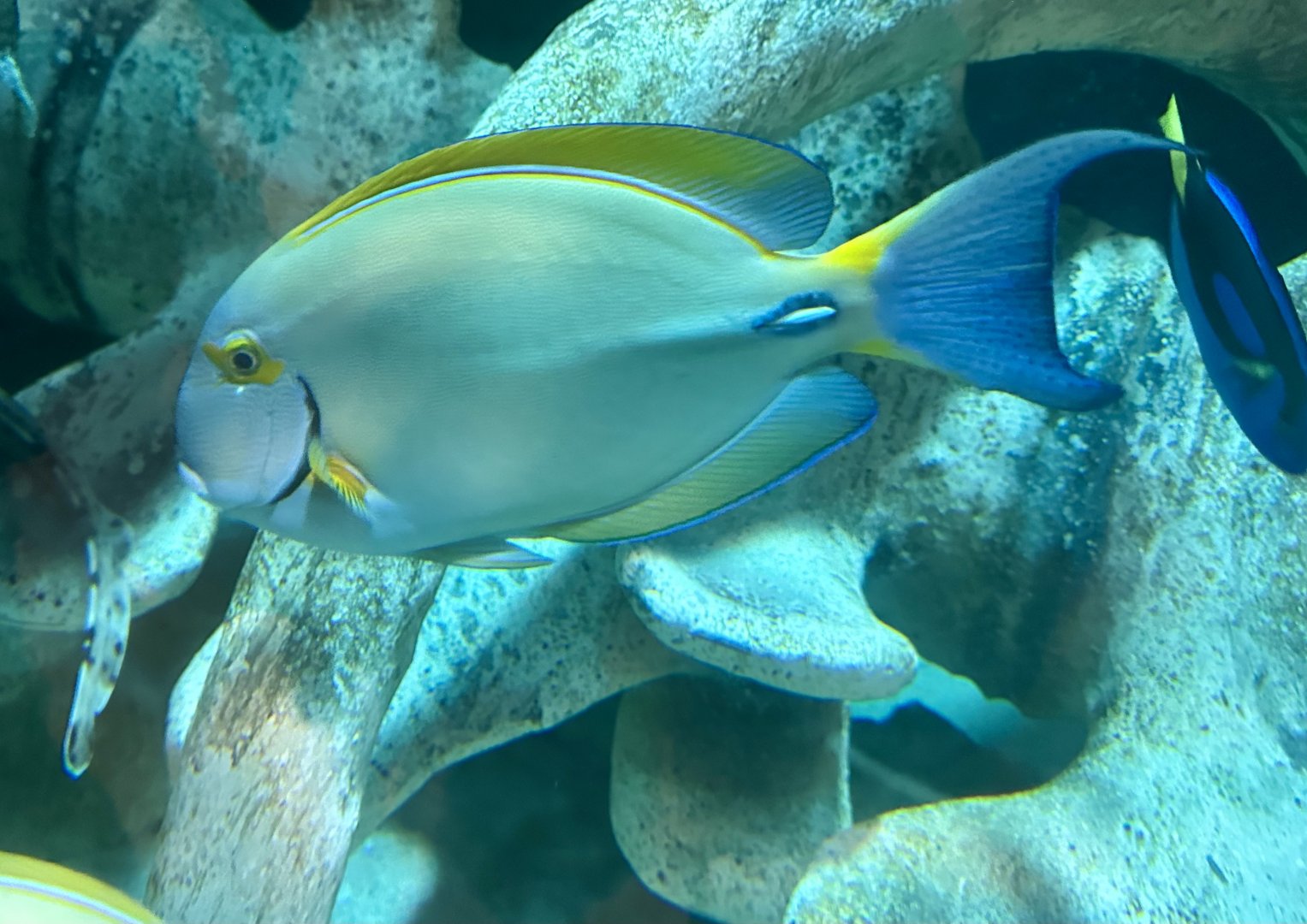 Eyestripe tang (Acanthurus dussumieri)