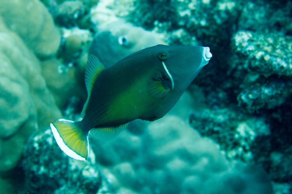 Eyestripe Triggerfish