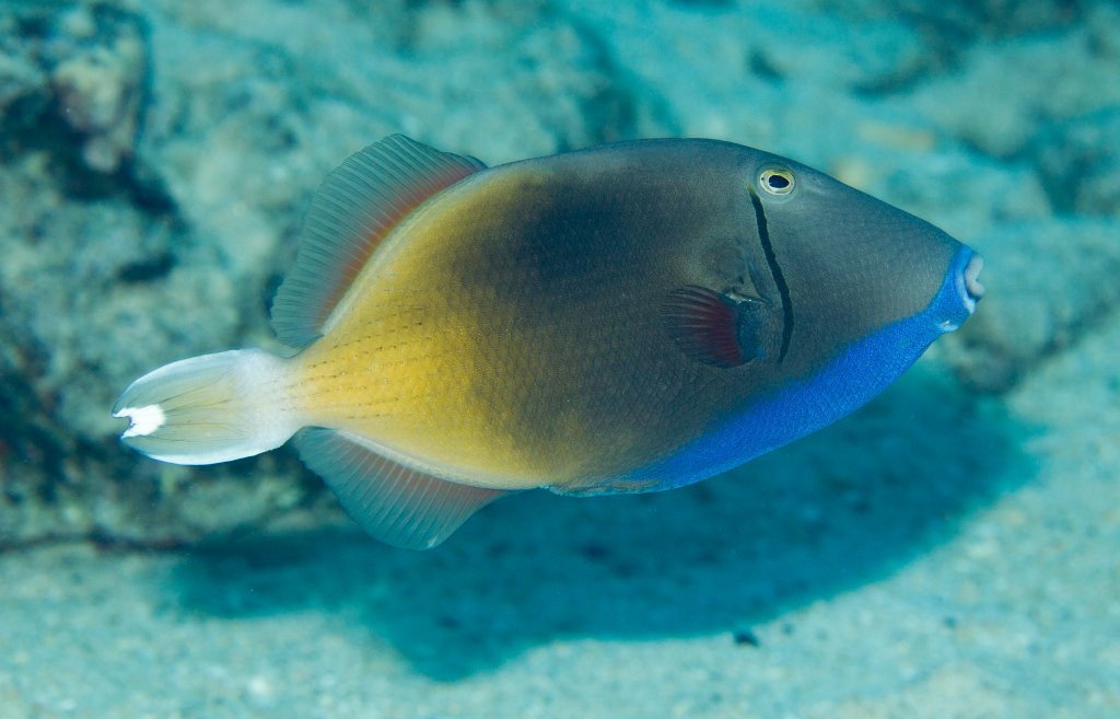 Eyestripe Triggerfish