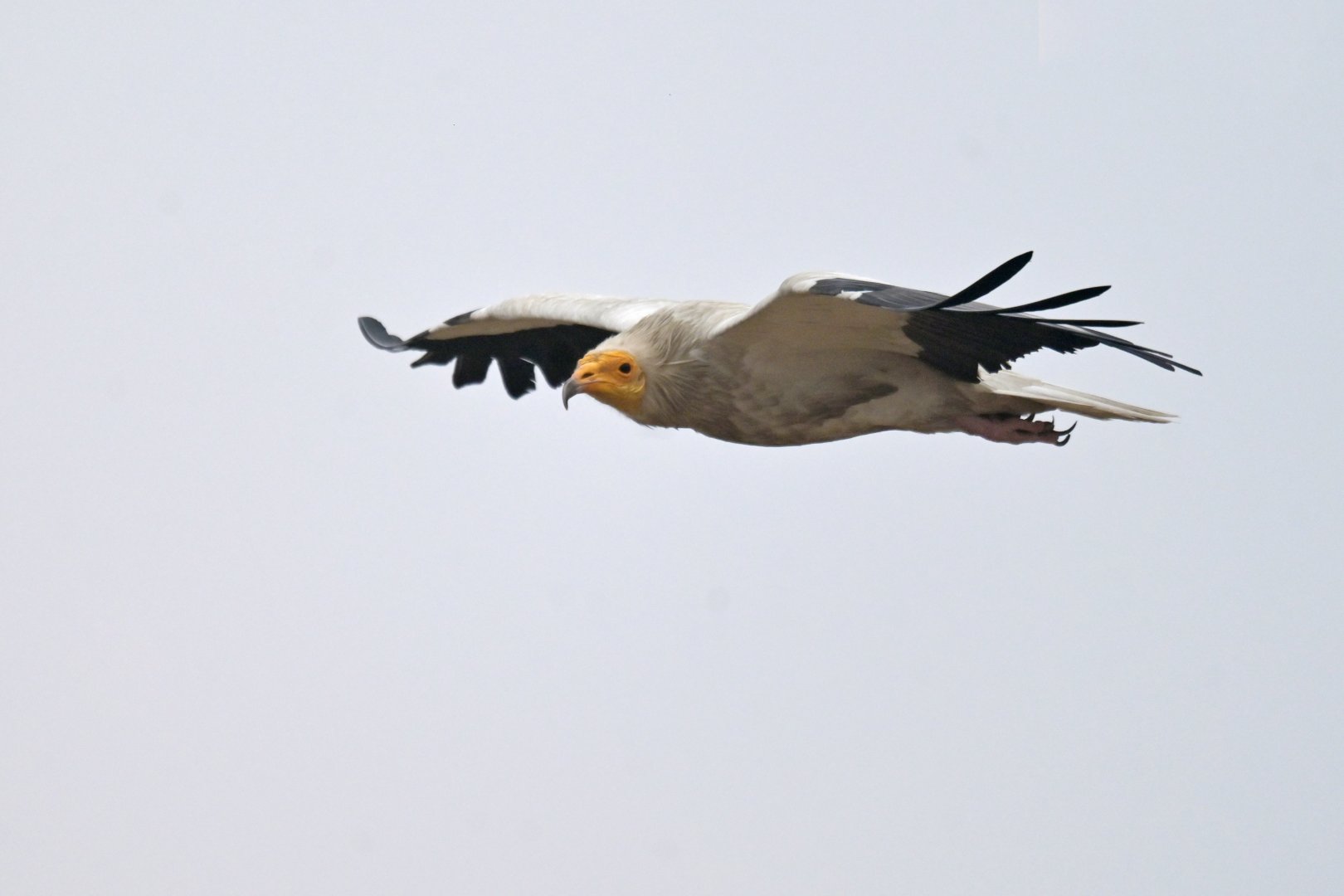 Eyptian vulture Neophron percnopterus