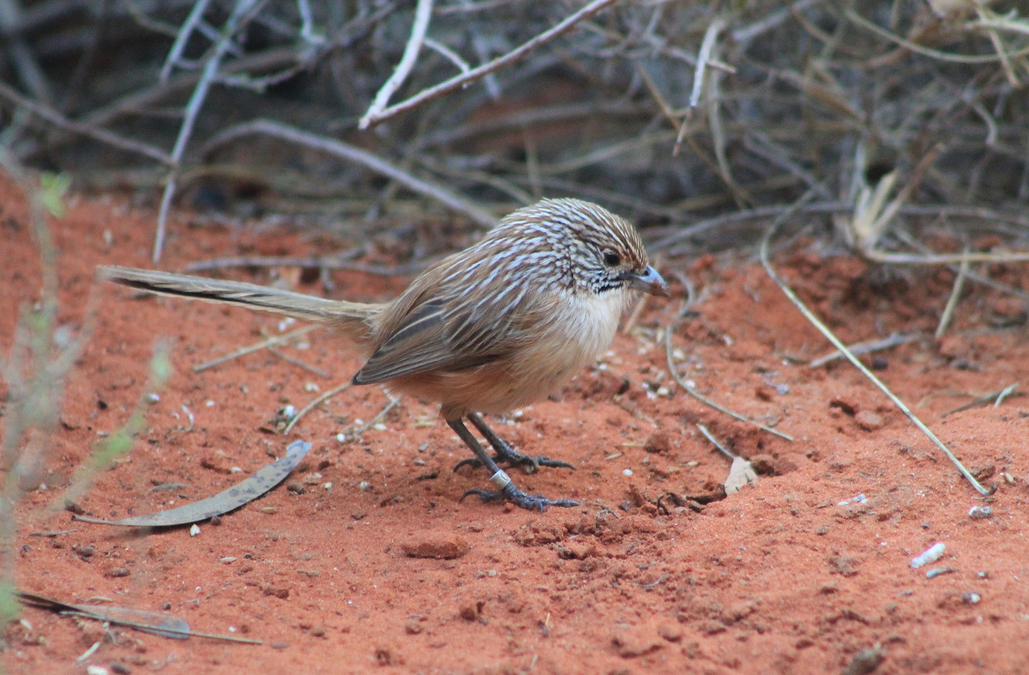 Eyrean Grasswren (Amytornis goyderi)