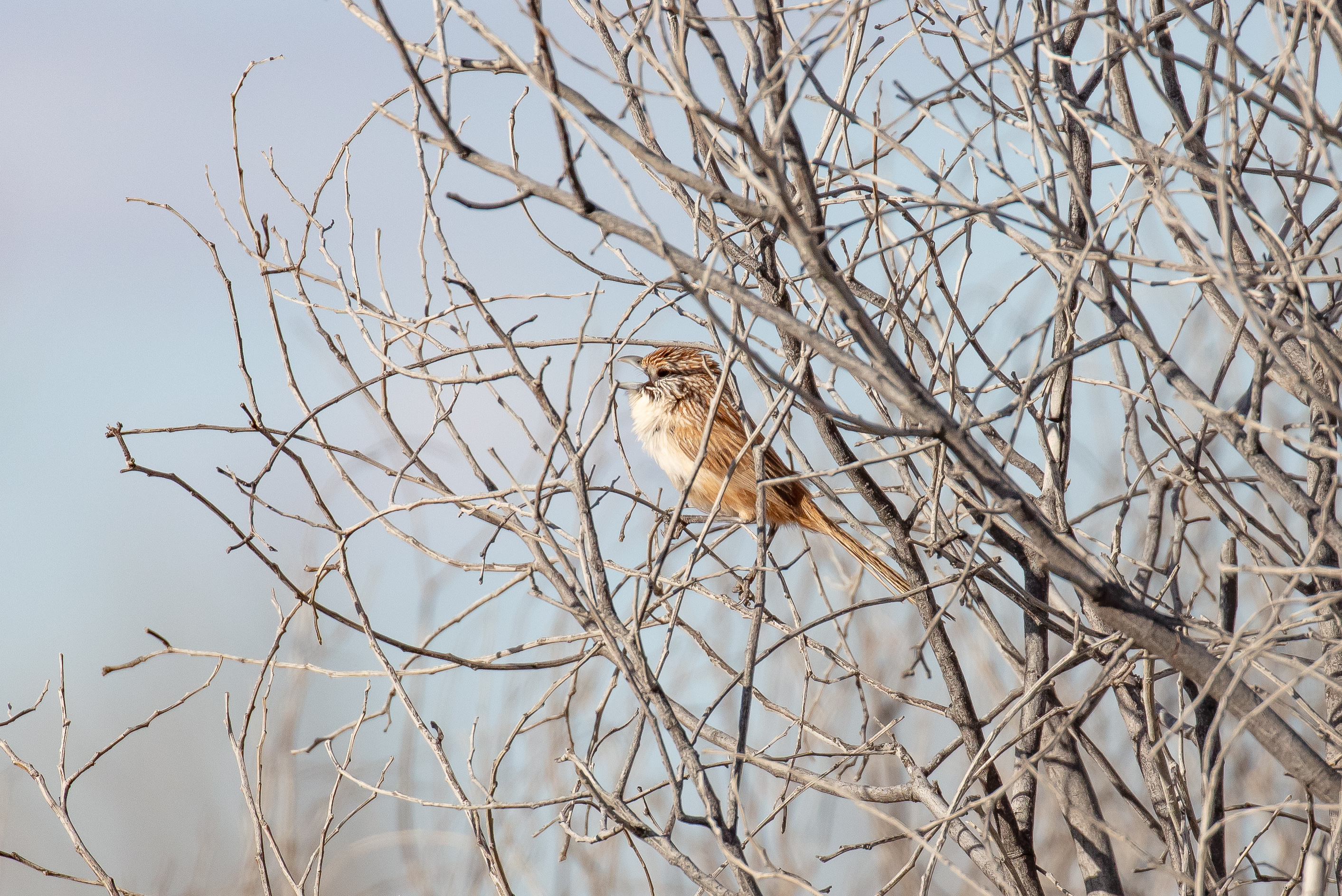 Eyrean Grasswren