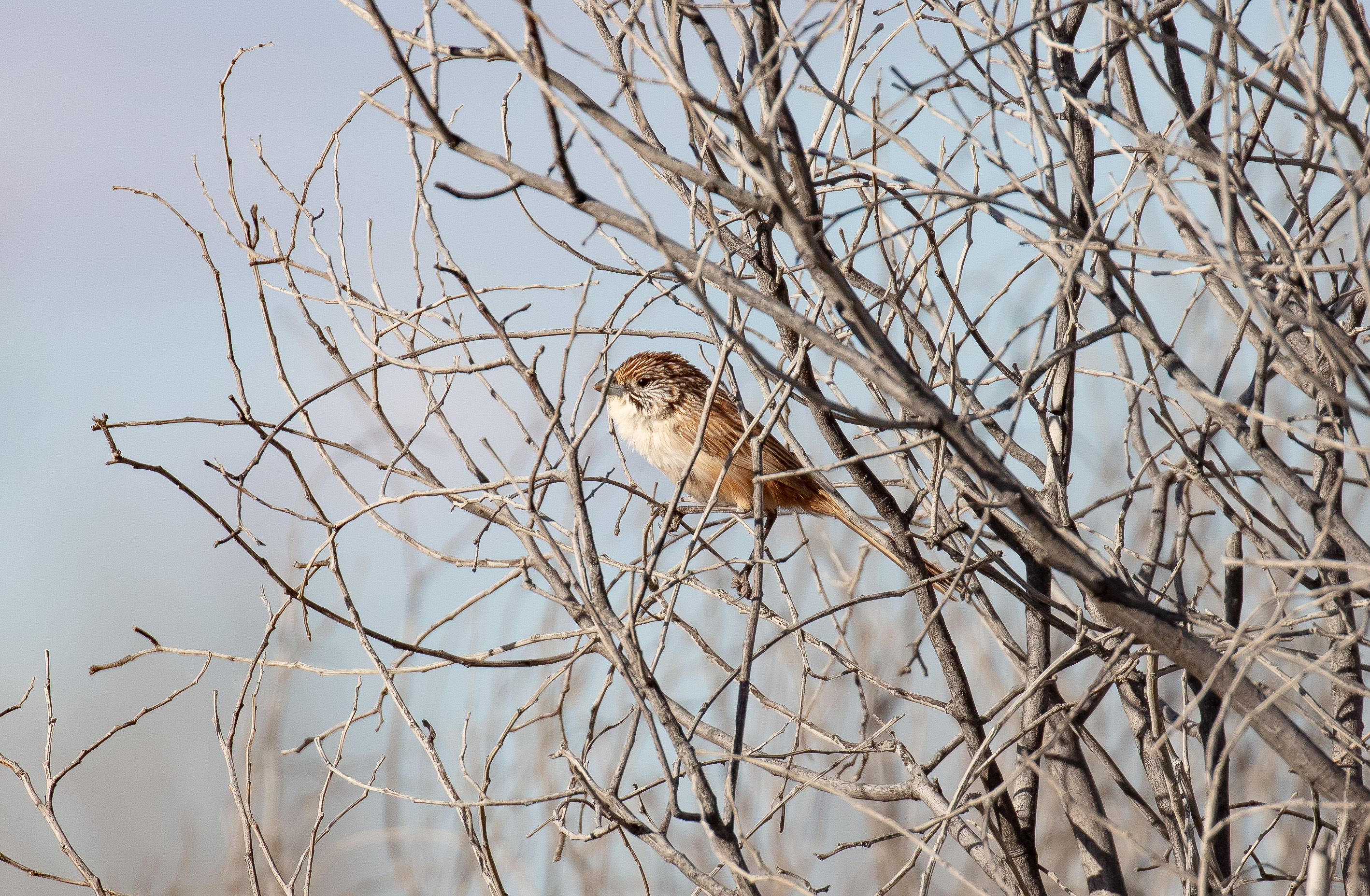 Eyrean Grasswren