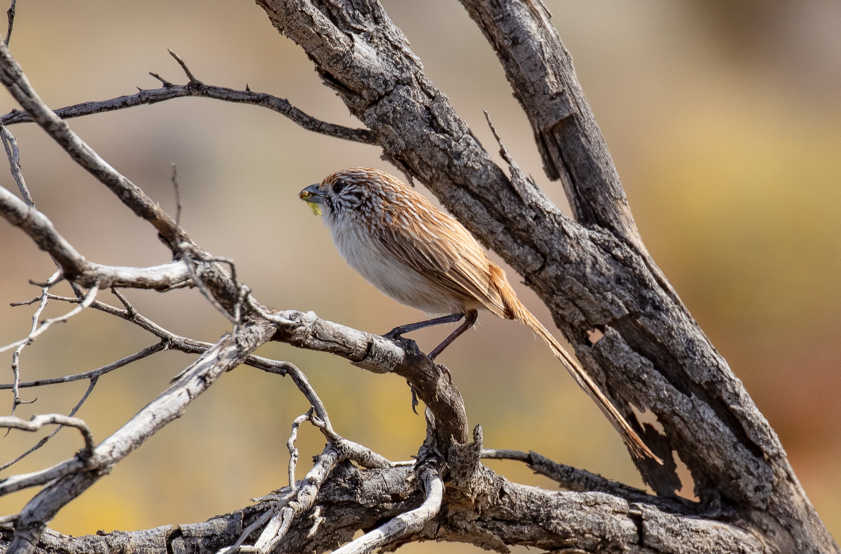 Eyrean Grasswren