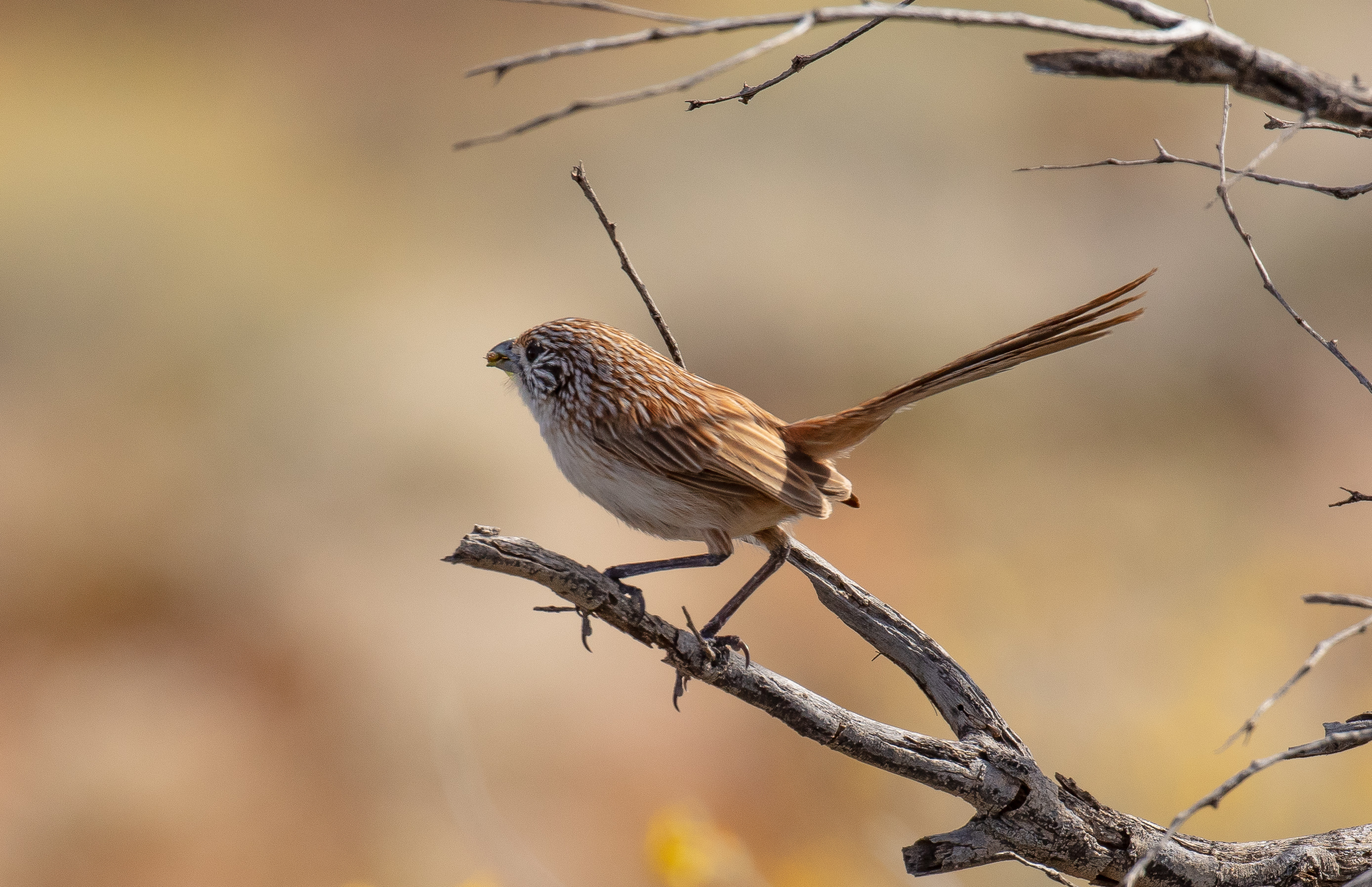 Eyrean Grasswren