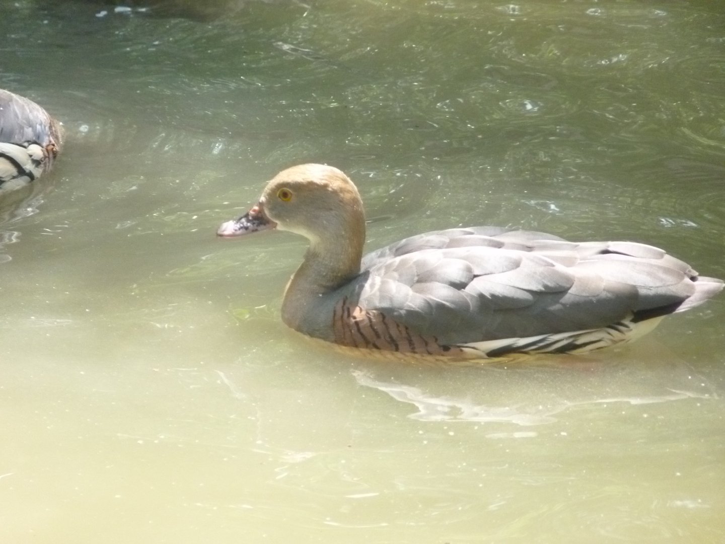 Eyton's (plumed) Whistling duck