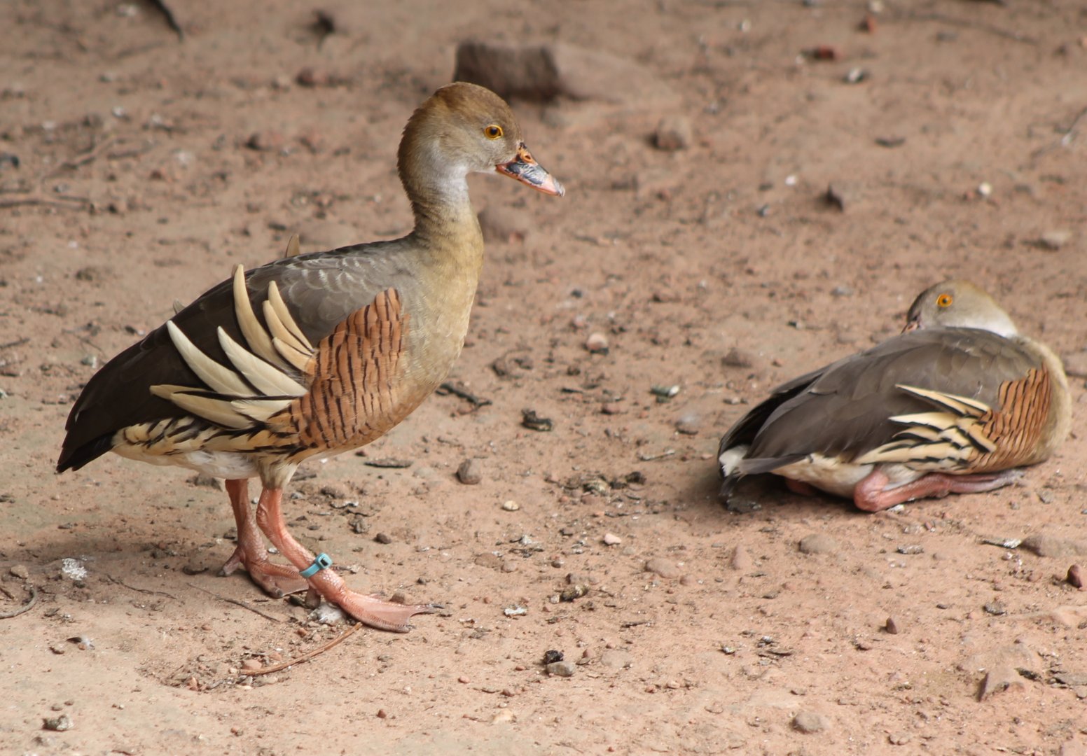 Eyton's  whistling ducks