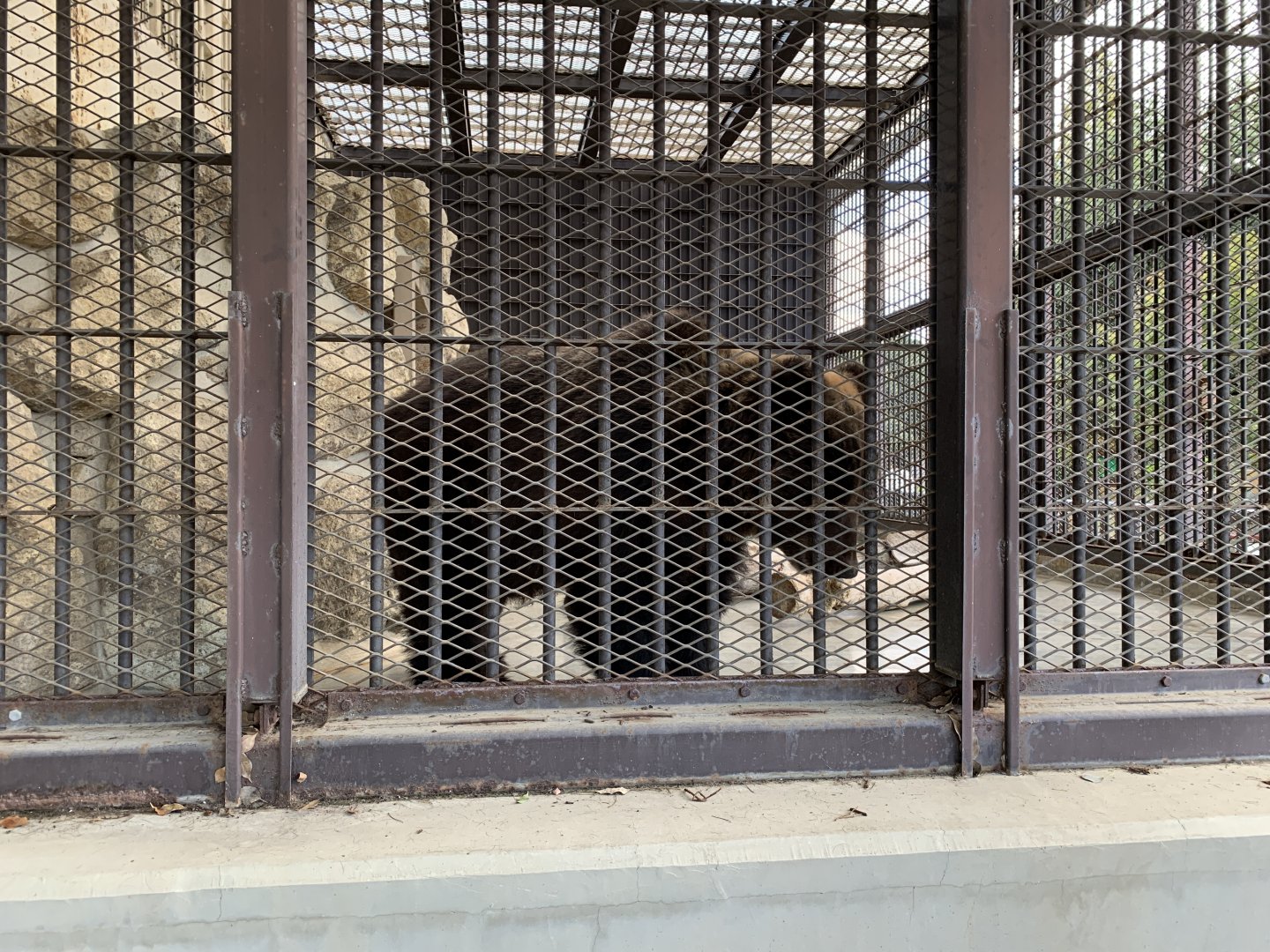 Ezo Brown Bear (Himeji City Zoo)