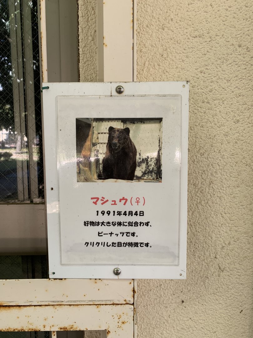 Ezo Brown Bear Sign (Himeji City Zoo)