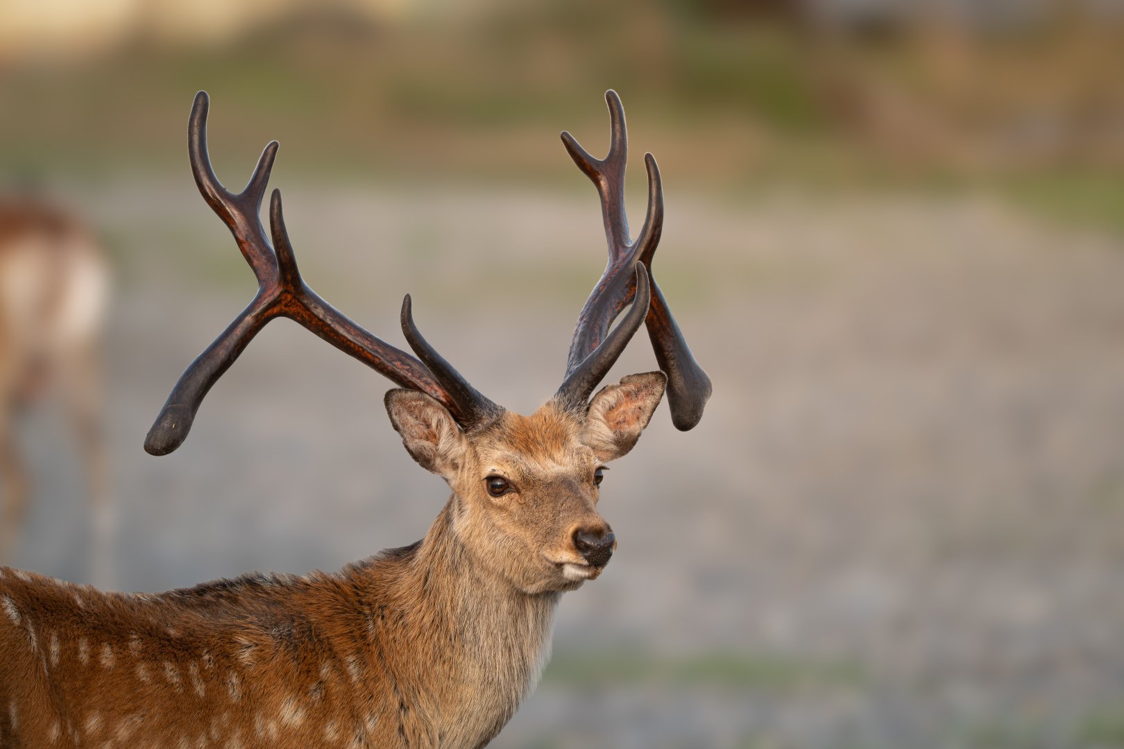 Ezo Deer ~ Notsuke Peninsula, Hokkaido
