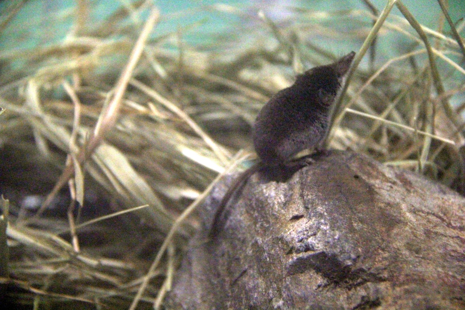 Ezo least shrew (Sorex minutissimus hawkeri）