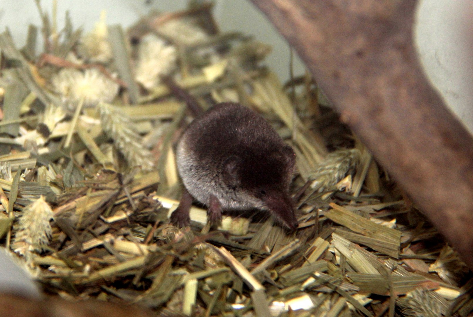 Ezo least shrew (Sorex minutissimus hawkeri）