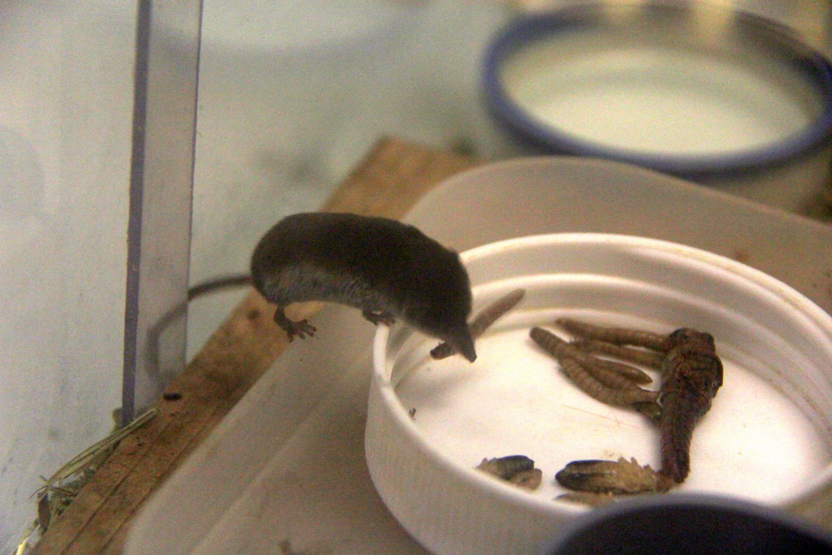 Ezo least shrew (Sorex minutissimus hawkeri）