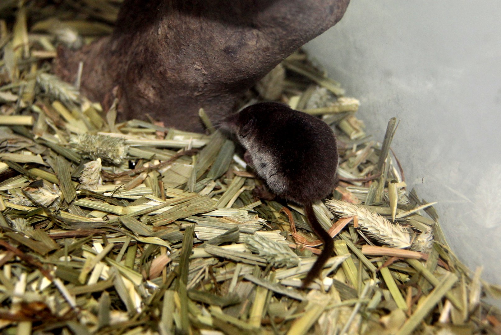 Ezo least shrew (Sorex minutissimus hawkeri）