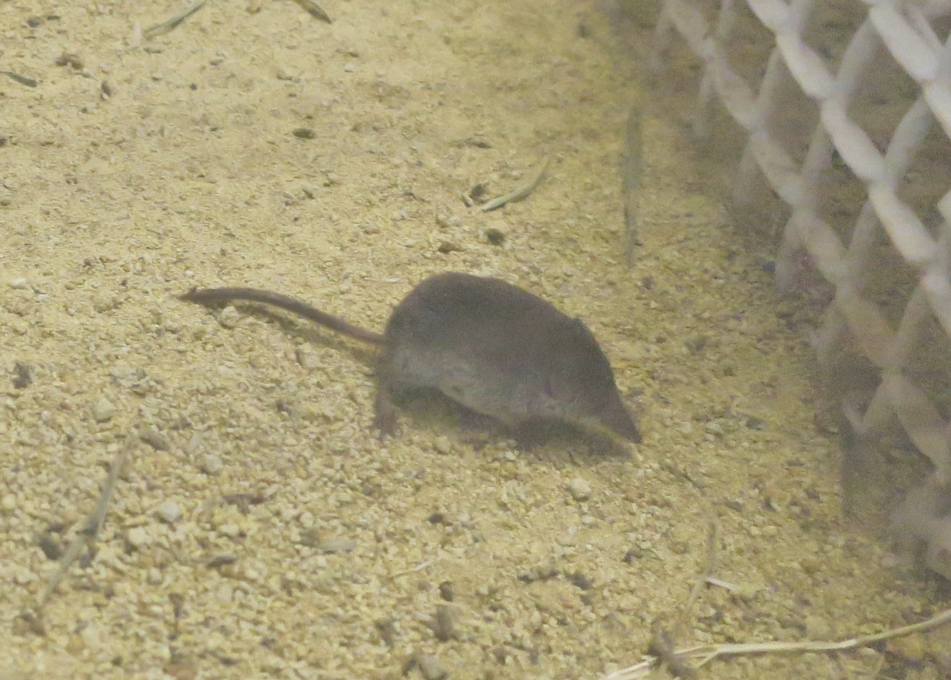 Ezo Least Shrew (Sorex minutissimus hawkeri)