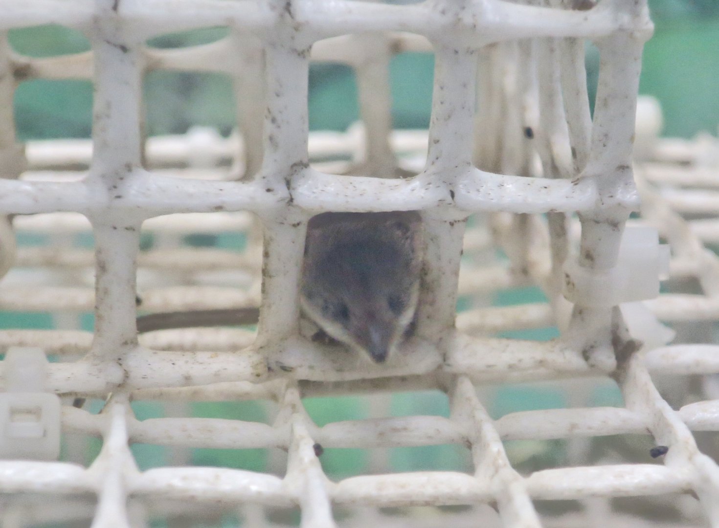 Ezo Least Shrew (Sorex minutissimus hawkeri)