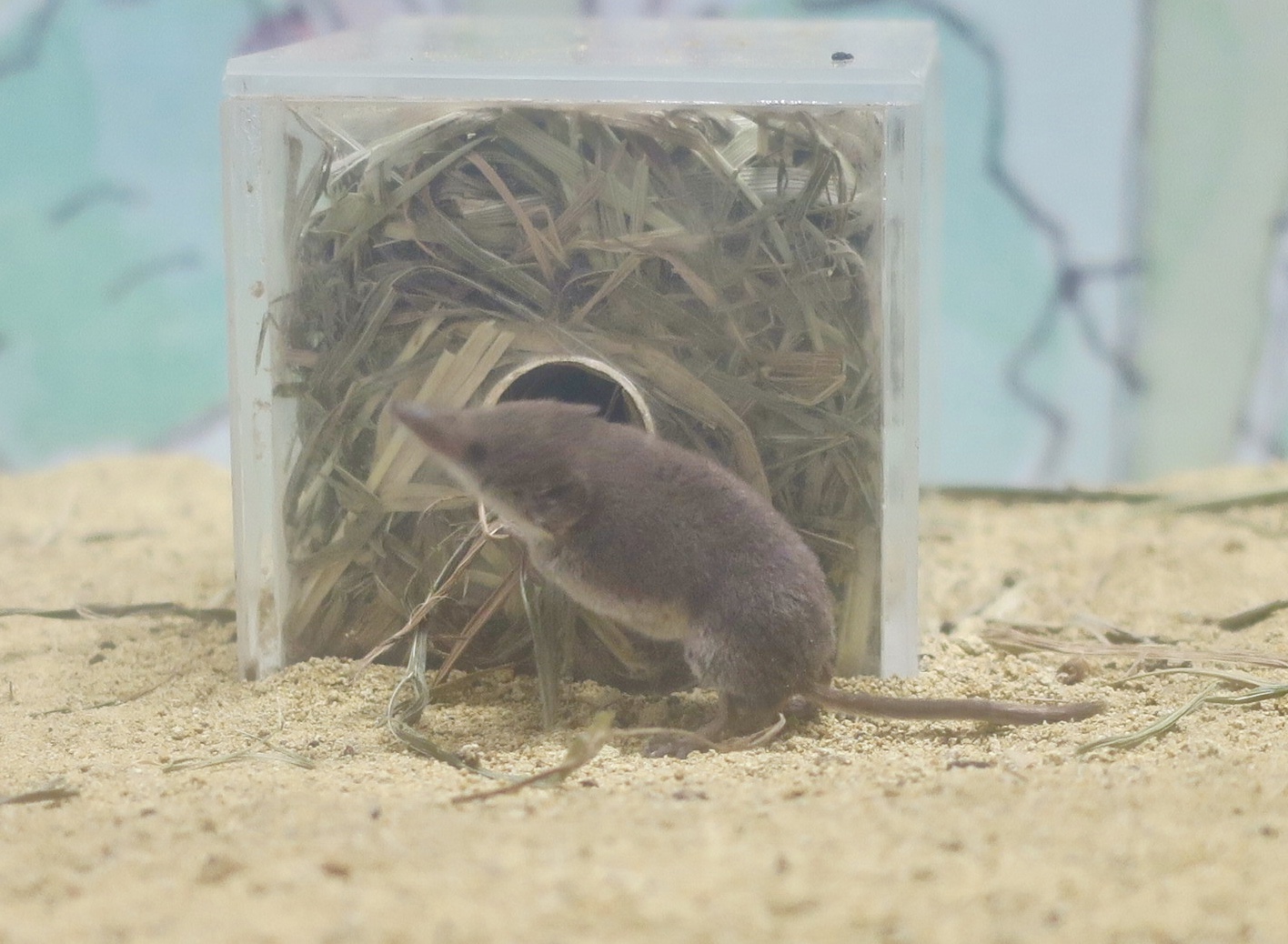 Ezo Least Shrew (Sorex minutissimus hawkeri)