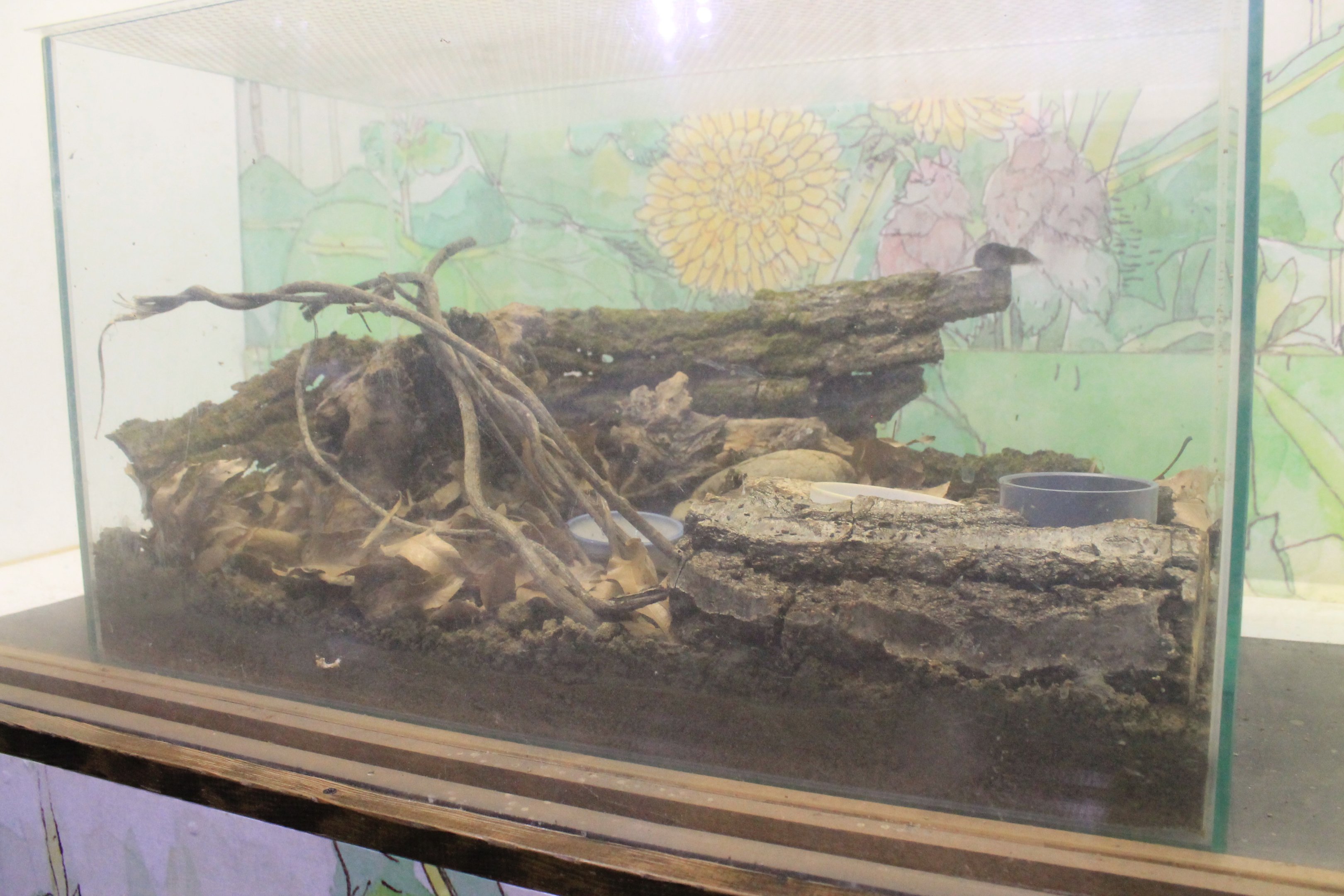 Ezo Least Shrew (Sorex minutissimus hawkeri)