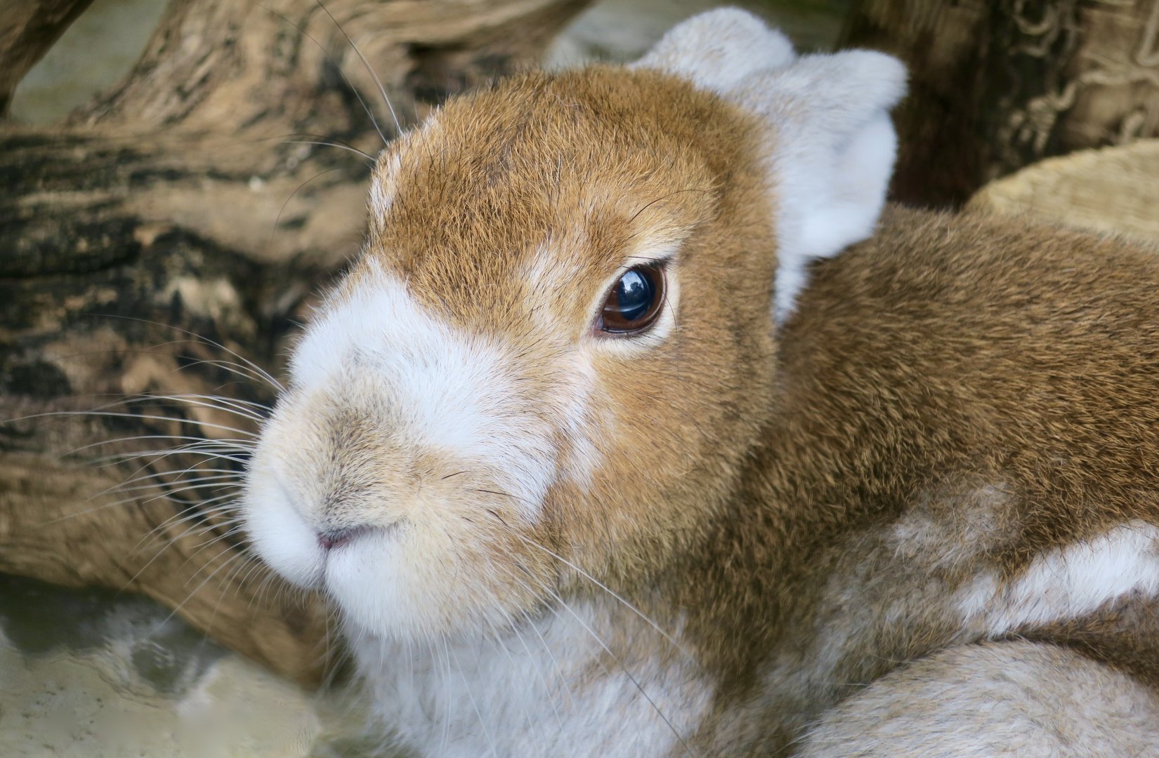 Ezo Mountain Hare (Ezo mountain hare) transition coat