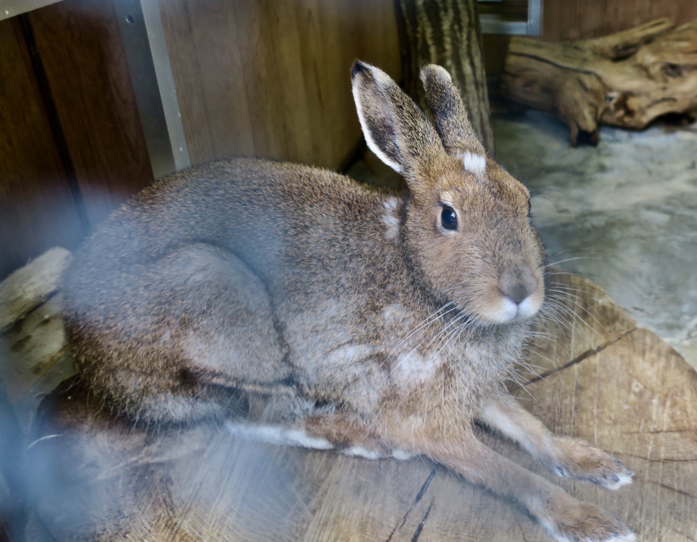 Ezo Mountain Hare (Lepus timidus ainu)