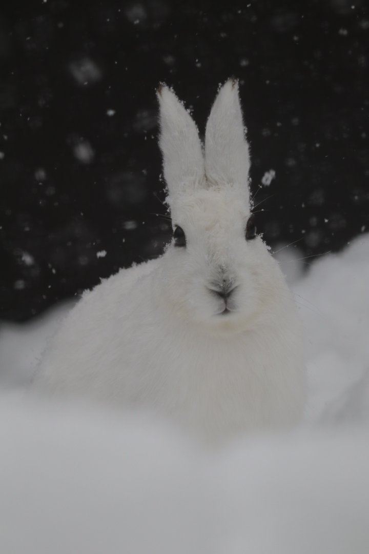 Ezo mountain hare ( Lepus timidus ainu )