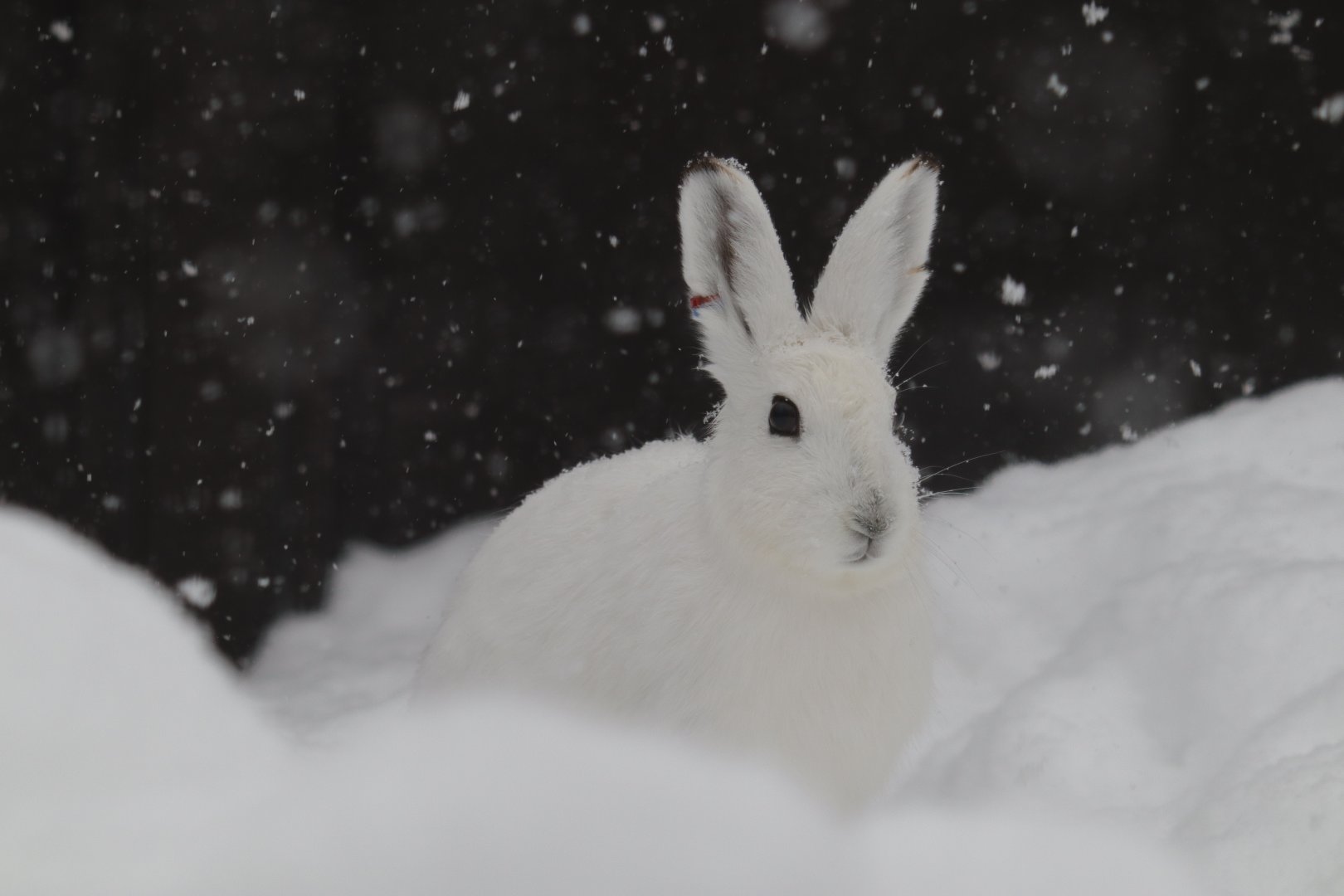 Ezo mountain hare ( Lepus timidus ainu )