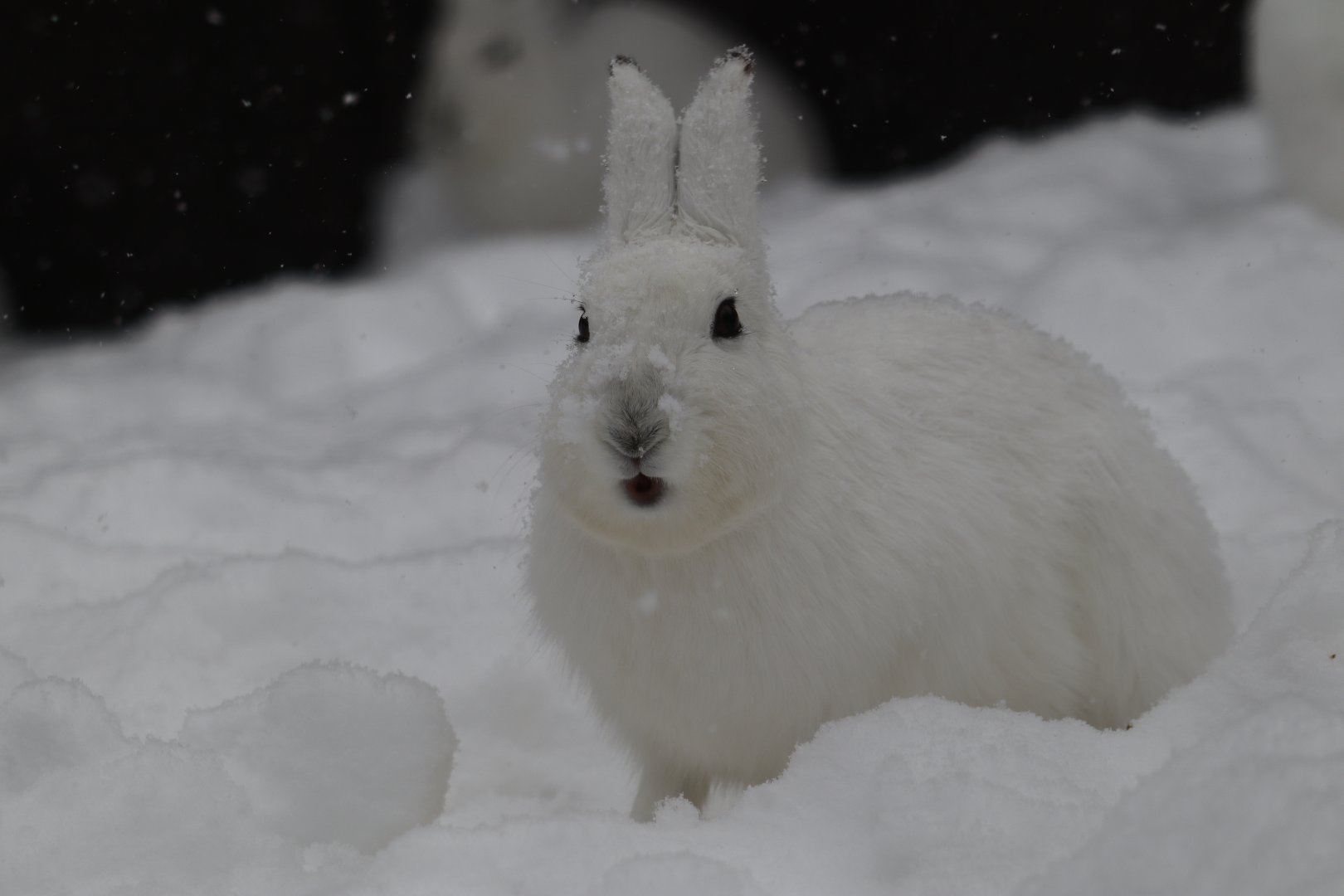 Ezo mountain hare ( Lepus timidus ainu )