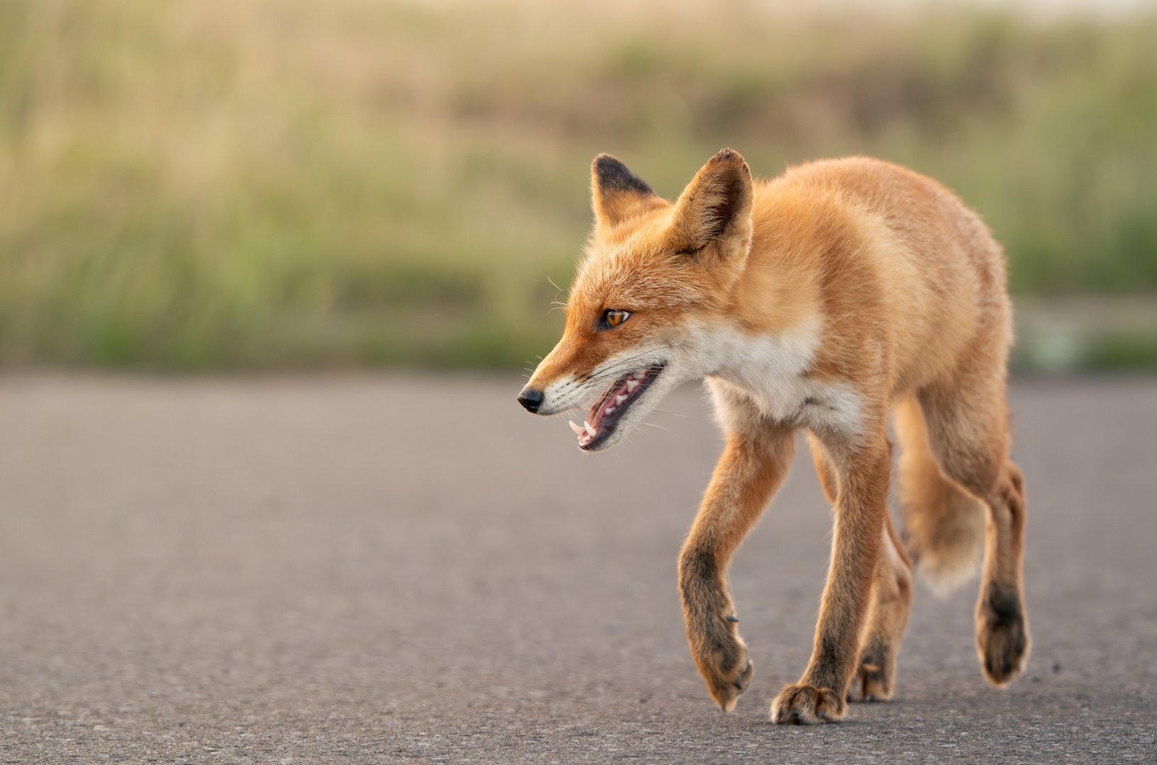 Ezo Red Fox ~ Notsuke Peninsula, Hokkaido