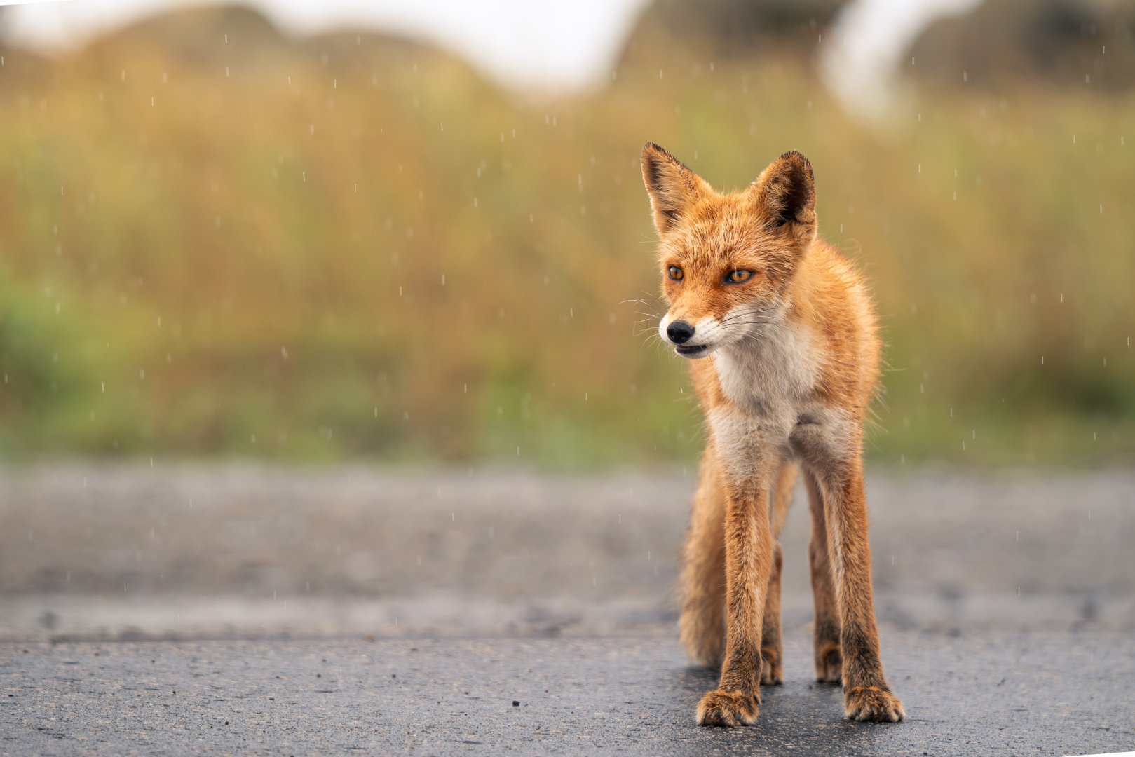 Ezo Red Fox ~ Notsuke Peninsula, Hokkaido
