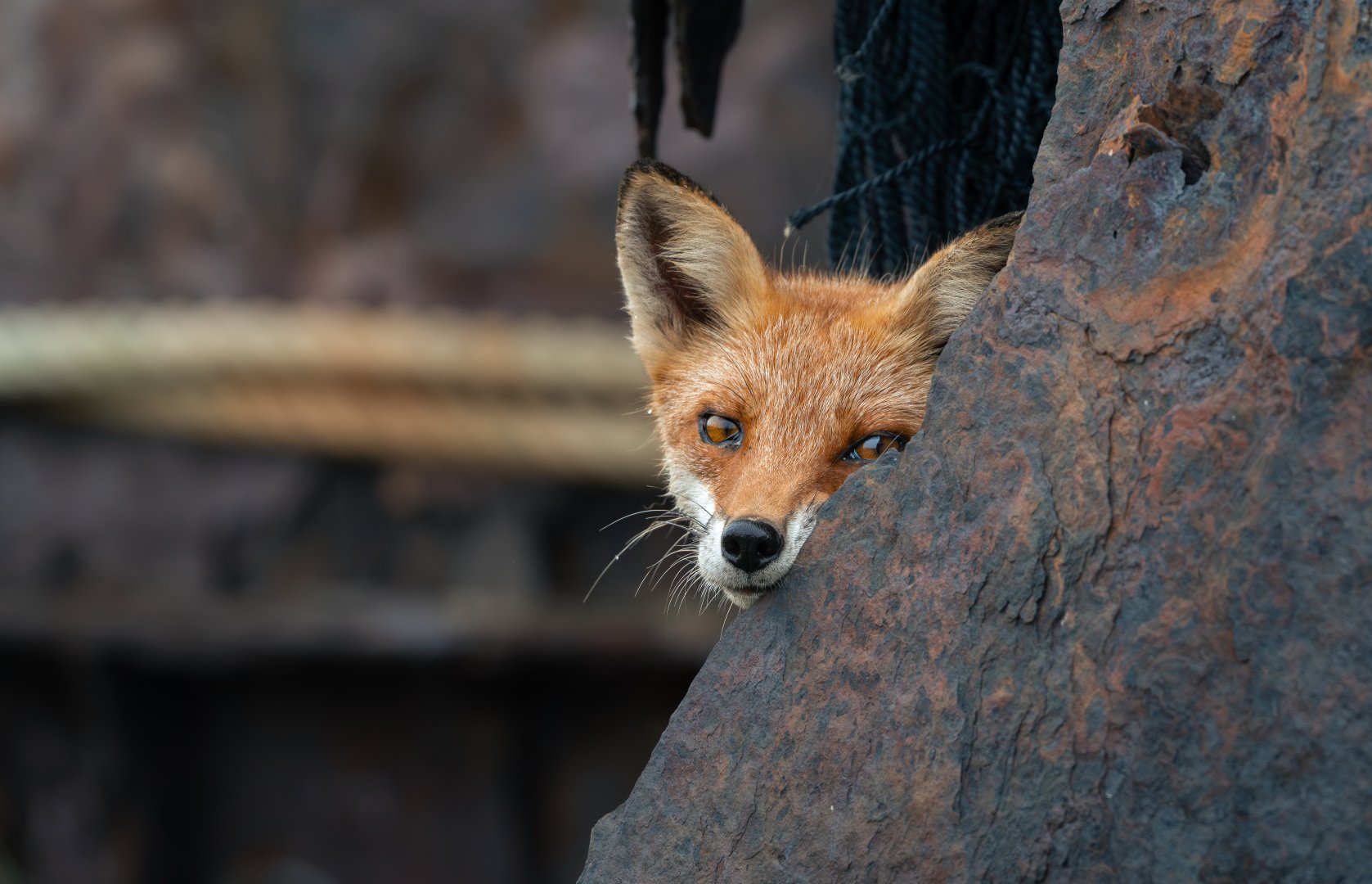 Ezo Red Fox ~ Notsuke Peninsula, Hokkaido