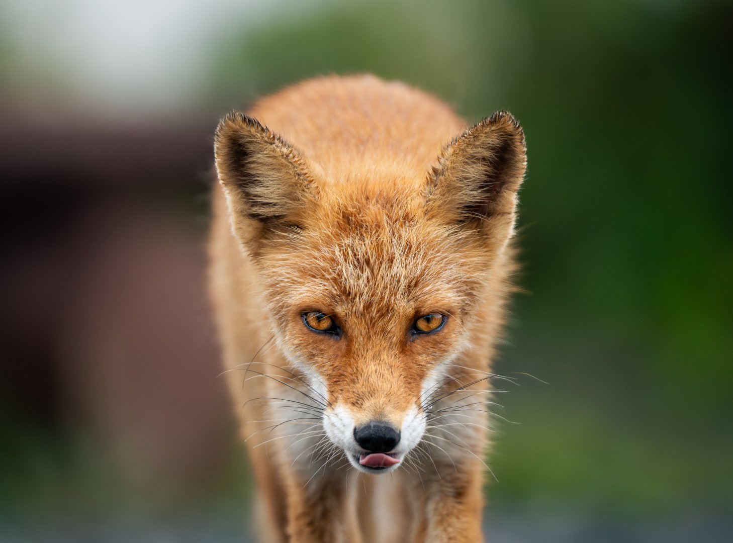 Ezo Red Fox ~ Notsuke Peninsula, Hokkaido