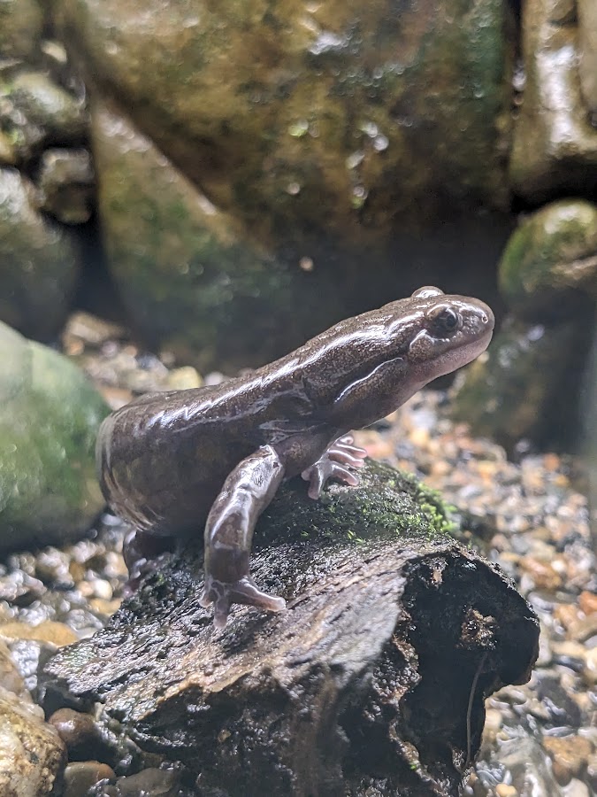 Ezo salamander (Hynobius retardatus)
