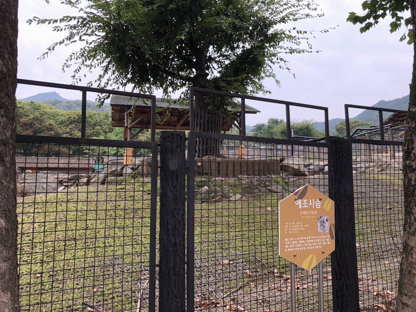 Ezo Sika Deer Exhibit