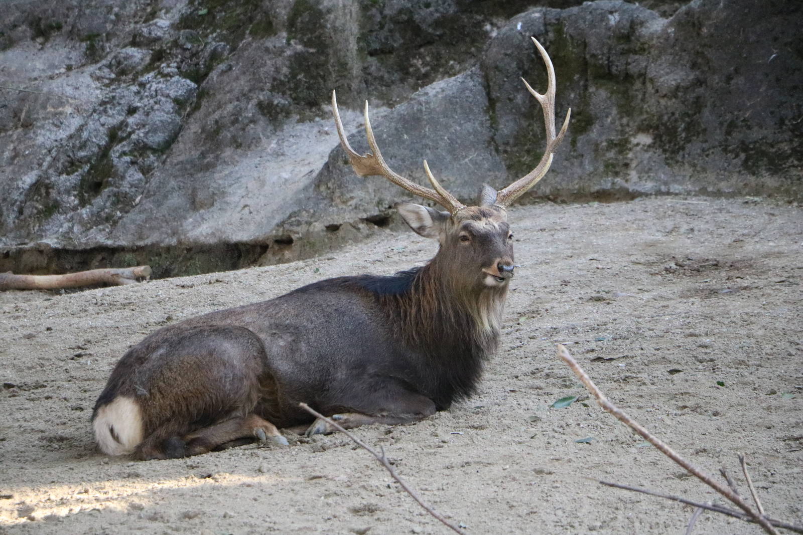 Ezo sika deer, February 2016