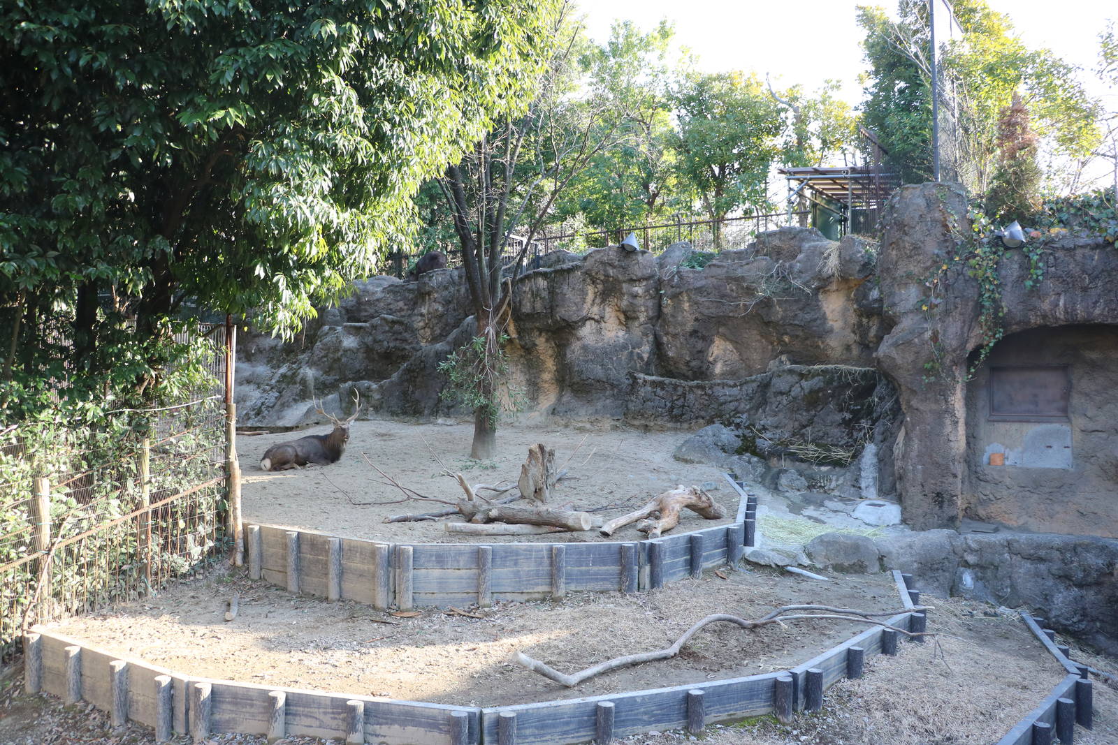 Ezo sika deer & Japanese serow mixed enclosure, February 2016