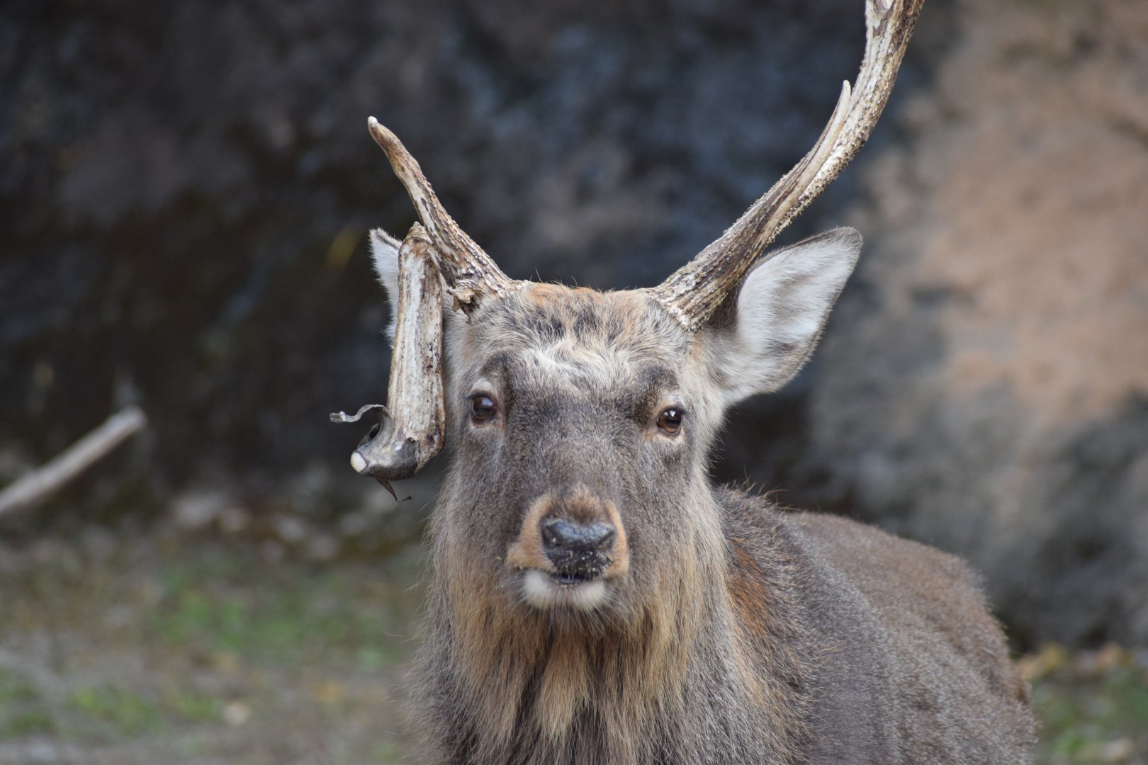 Ezo sika deer