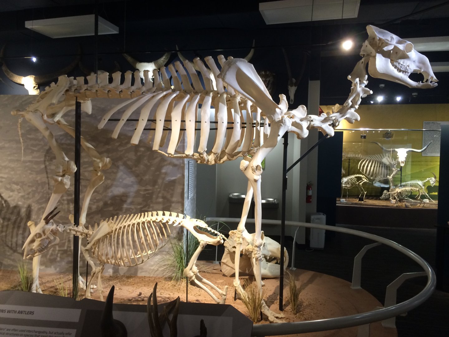 F1 Hybrid Camel Side View