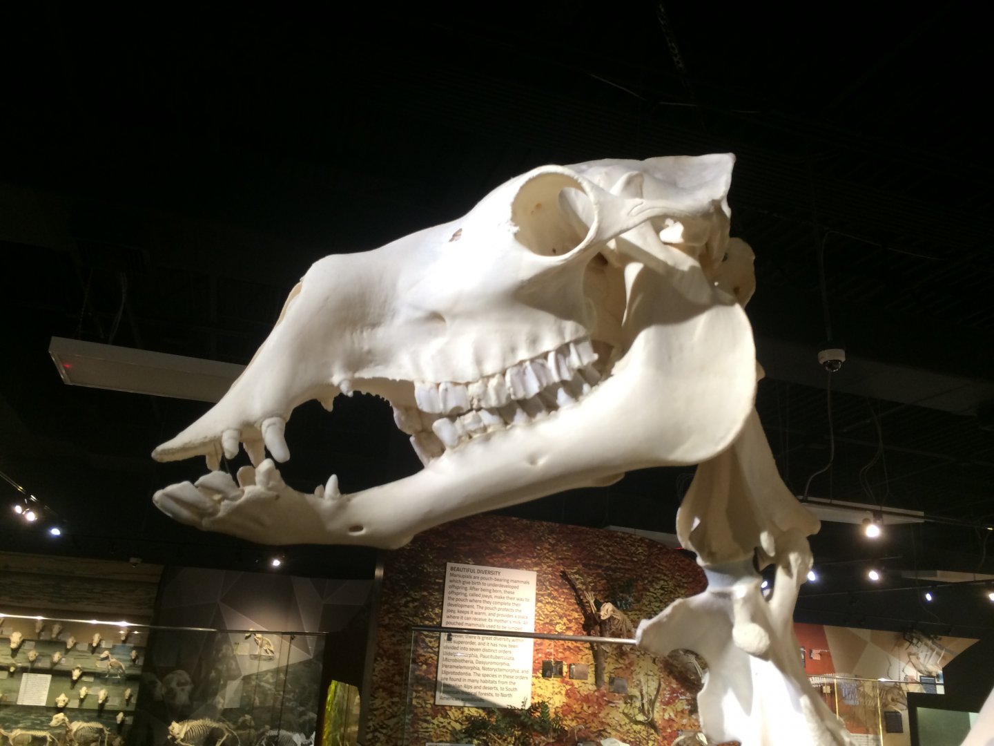 F1 Hybrid Camel Skull