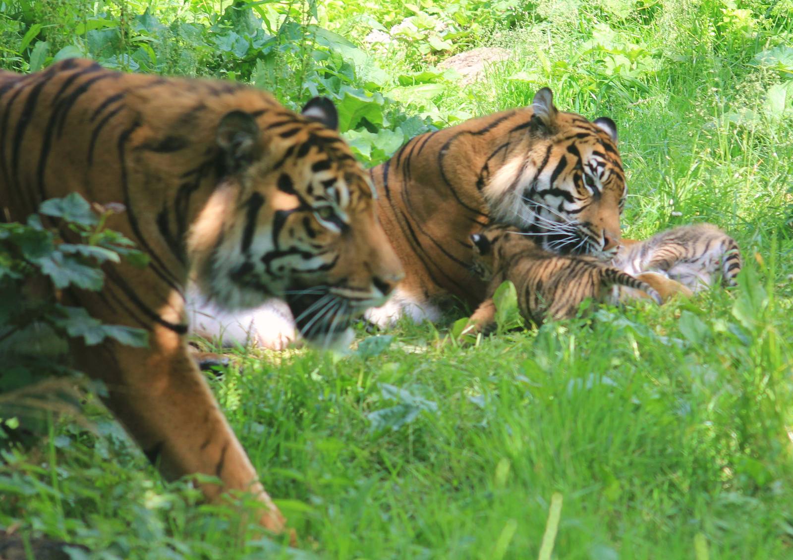 Fabi, Kirana and cubs