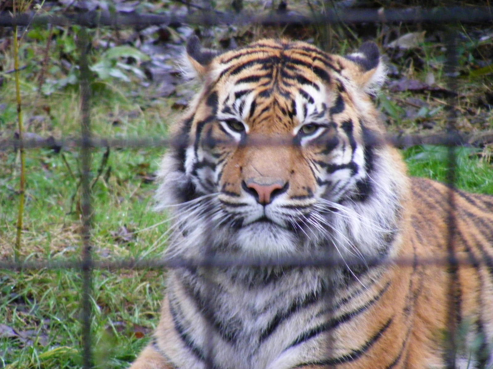 Fabi the Sumatran tiger at Chester Zoo, 30 December 2009
