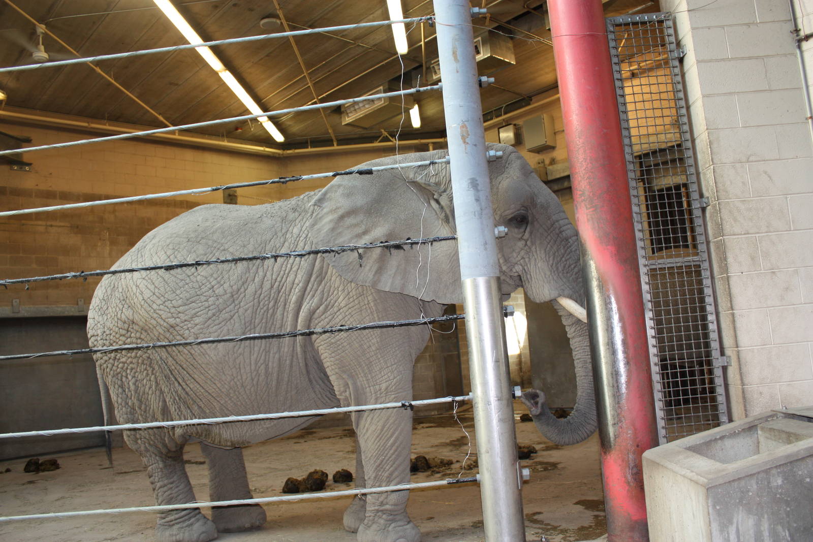 Fabric of Africa- African Elephant