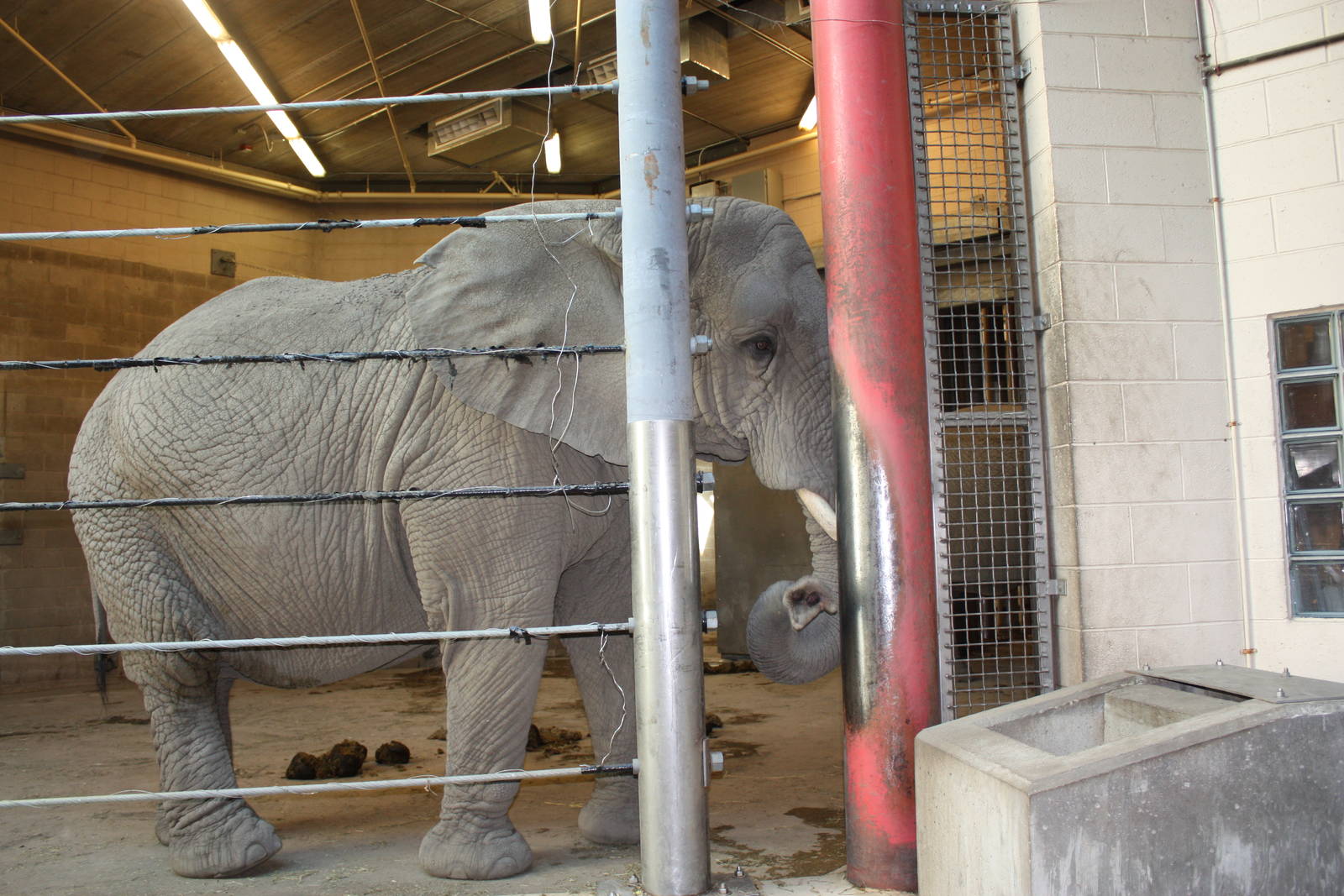 Fabric of Africa- African Elephant