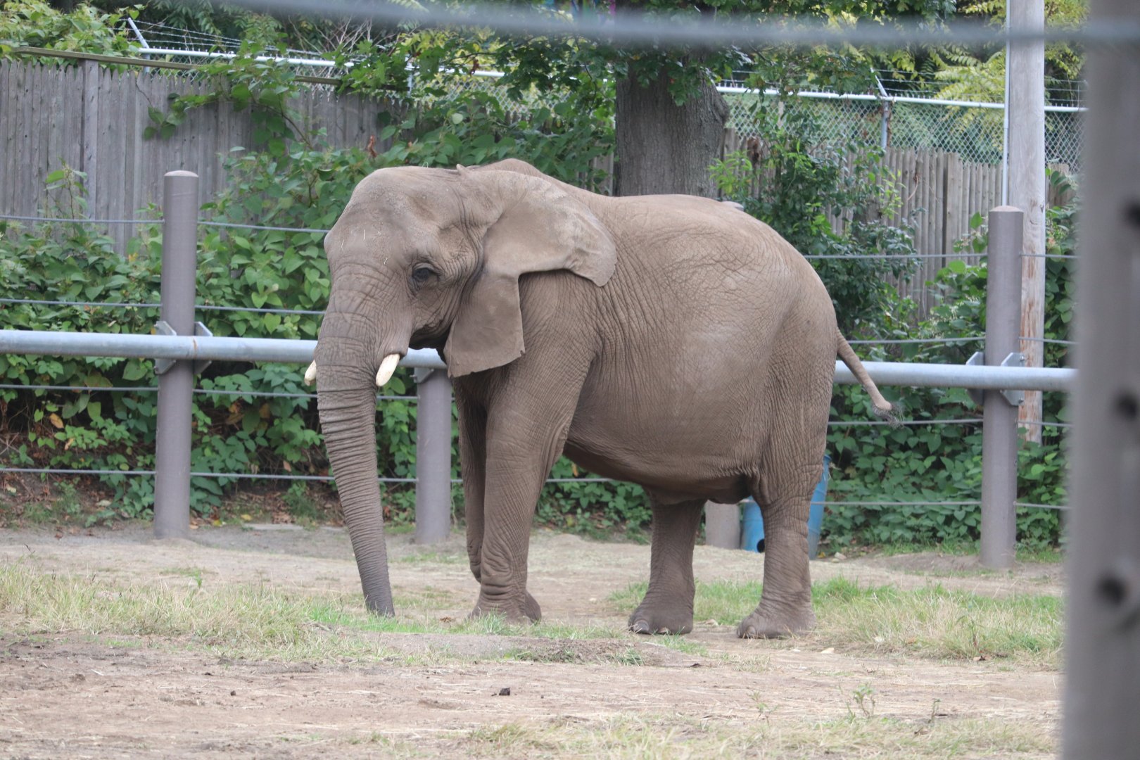 Fabric of Africa - African Elephant