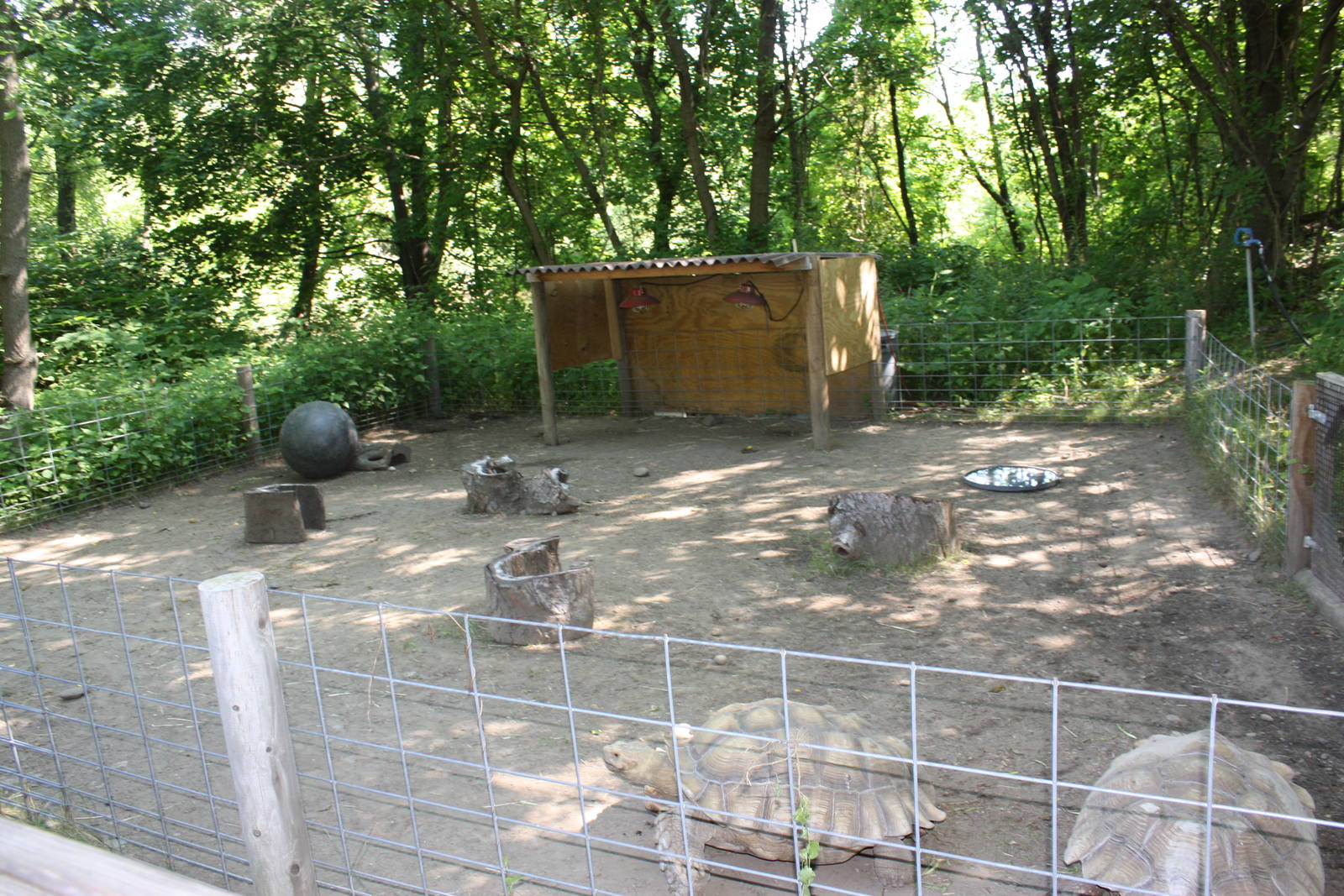 Fabric of Africa- African Spurred Thigh-Tortoise Exhibit